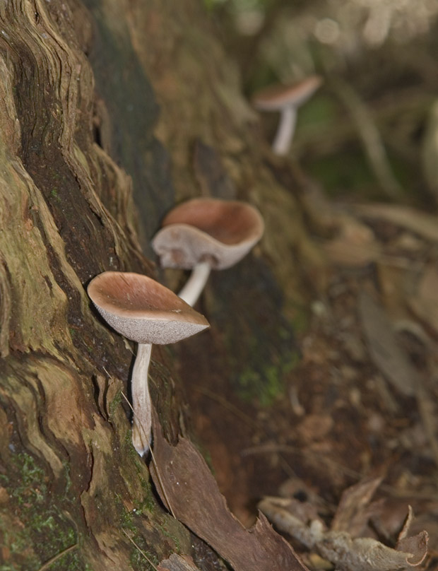 Fungi in Rainforest