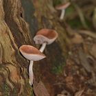 Fungi in Rainforest