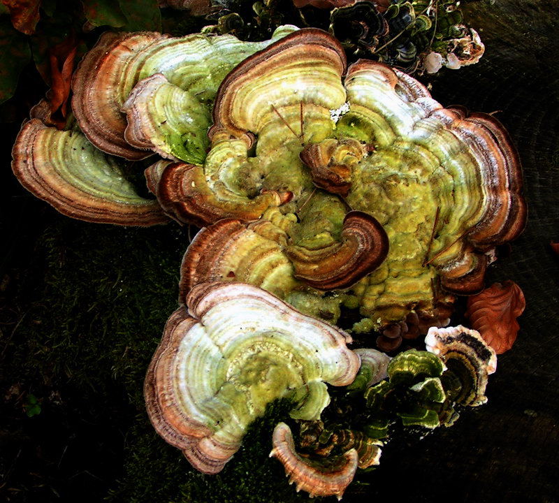 fungi on stump