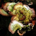 fungi on stump