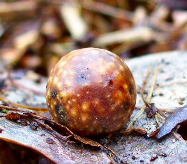 Fungi or Gall?