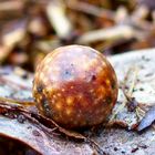 Fungi or Gall?