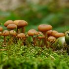 Fungi-Pano