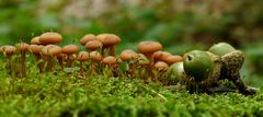 Fungi-Pano