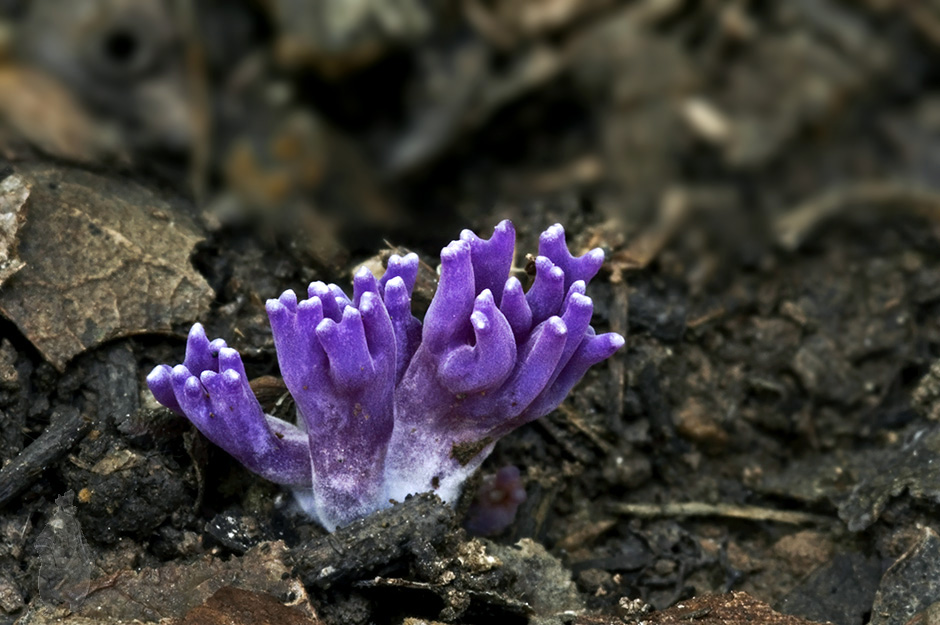 FUNGI sp.