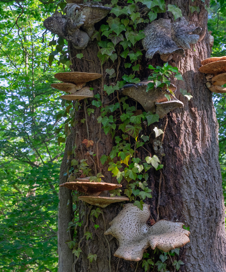 "Fungi Tree"