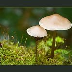 Fungi Twins: Marasmius Wynnei