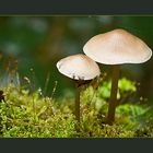 Fungi Twins: Marasmius Wynnei