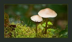 Fungi Twins: Marasmius Wynnei