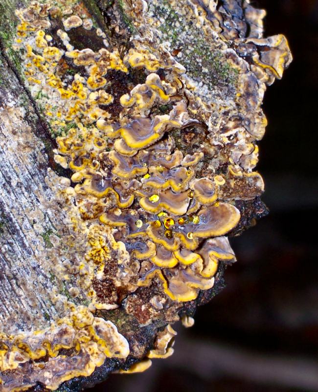 Fungi with rain