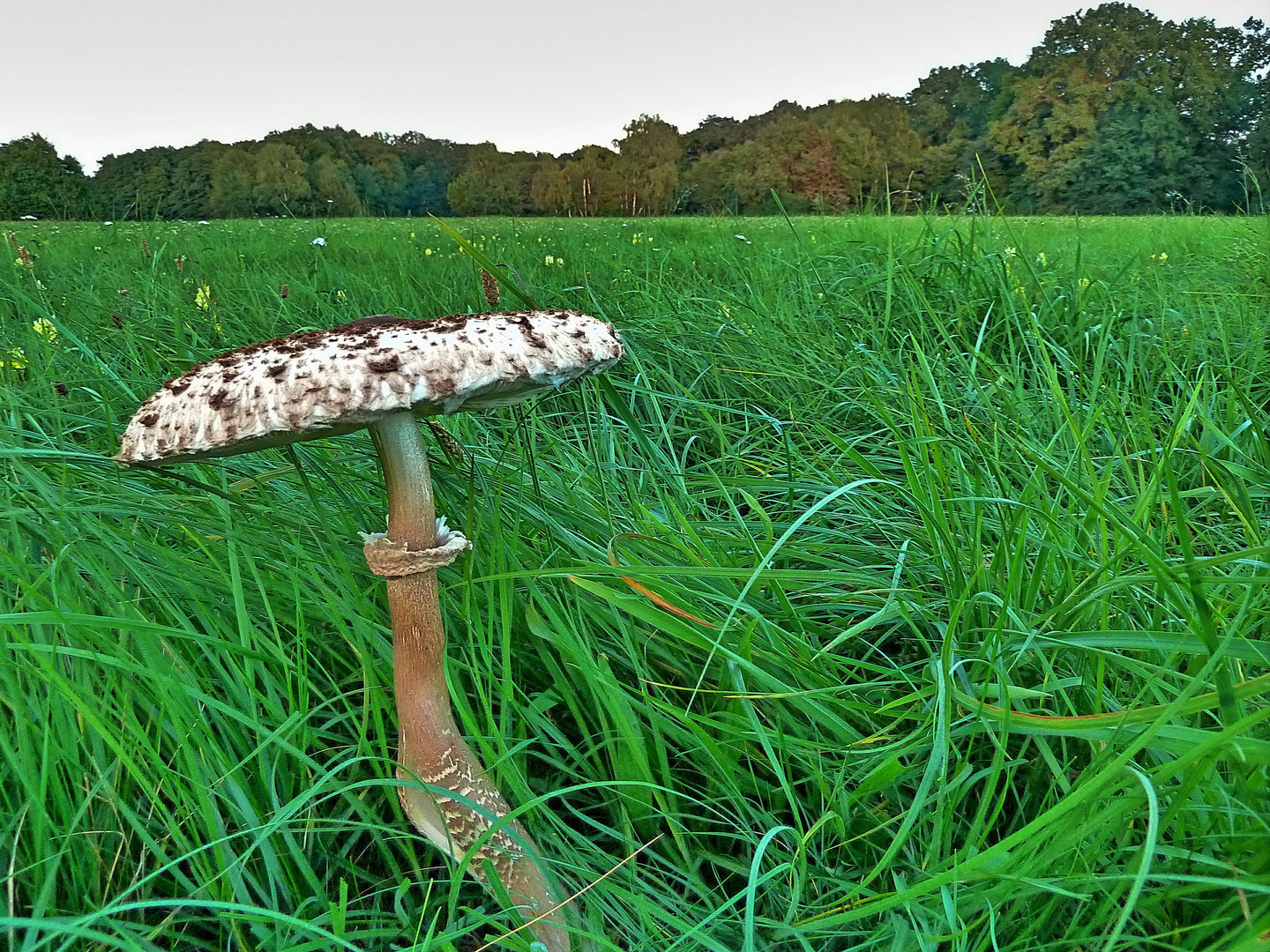 Fungi world