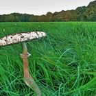 Fungi world