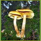 Fungi_002-23-oct-06