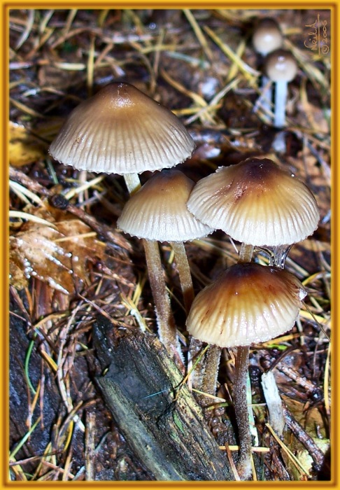 Fungi_003-23-oct-06