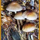 Fungi_003-23-oct-06