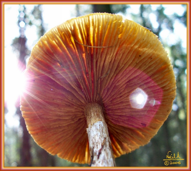 Fungi_004-23-oct-06