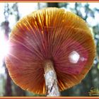 Fungi_004-23-oct-06