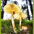 Fungi_006-23-oct-06