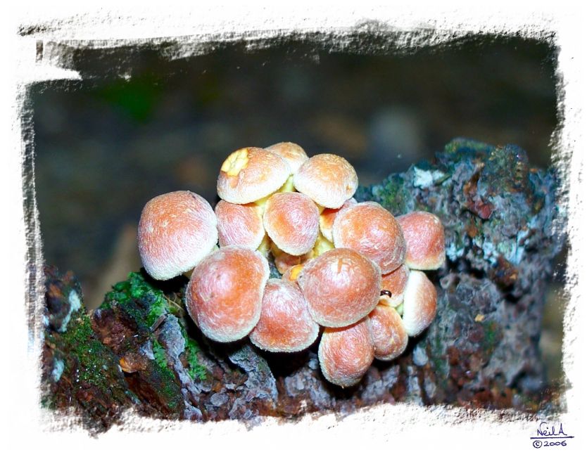 fungi4