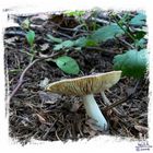 fungi5