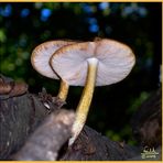 fungi6