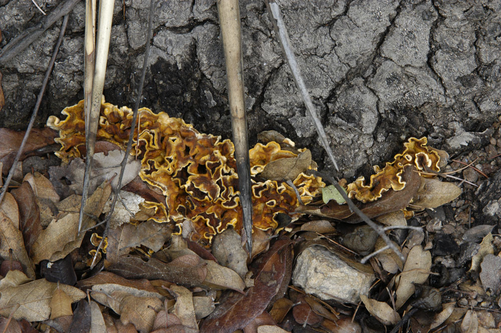 Fungi/Chiricahuas