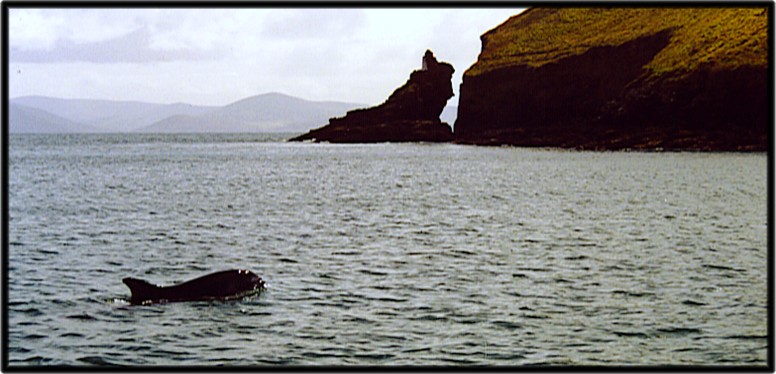 Fungie - Delphin in Irland