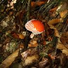 Fungo delle favole. (Amanita Muscaria)