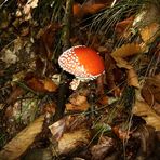 Fungo delle favole. (Amanita Muscaria)