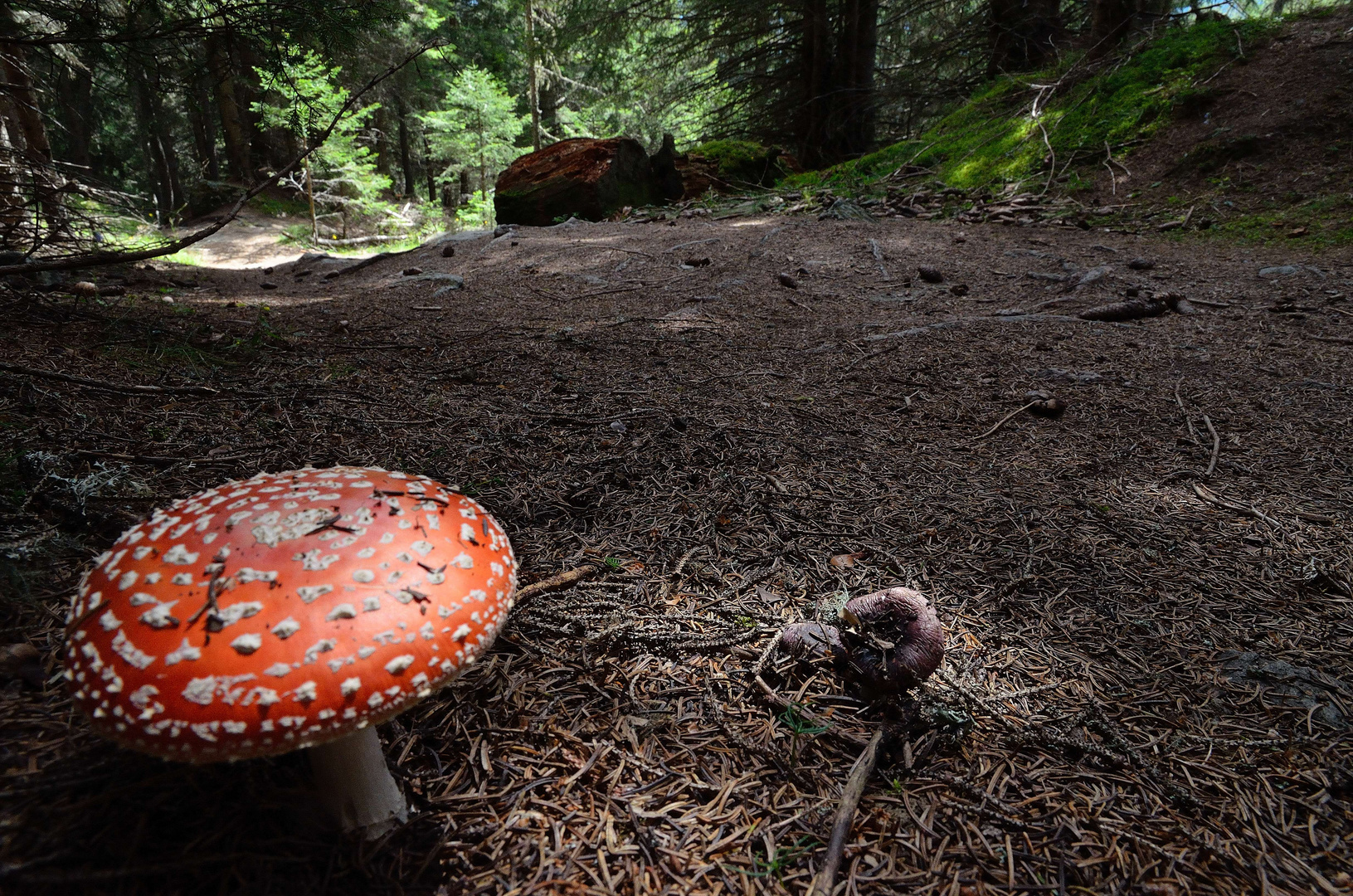 Fungo nel bosco alpino