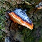 Fungus