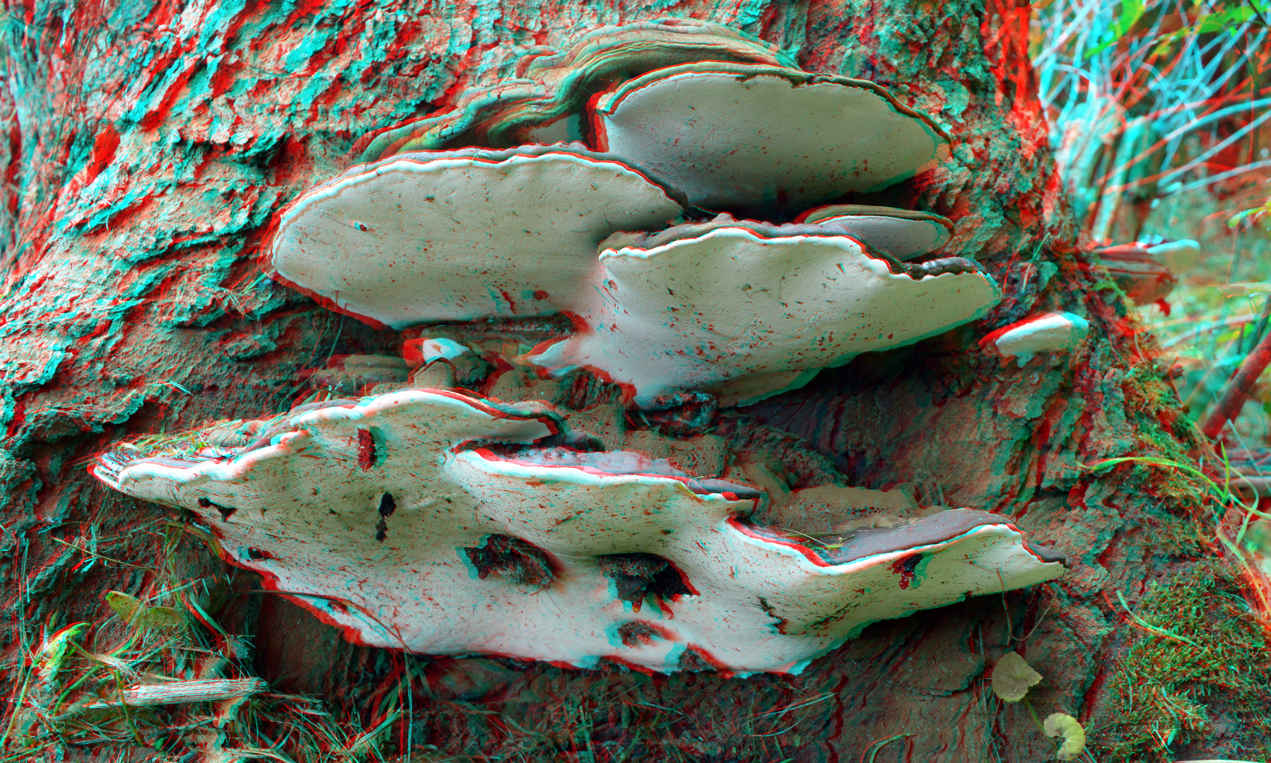 Fungus 3D anaglyph