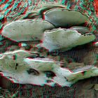 Fungus 3D anaglyph