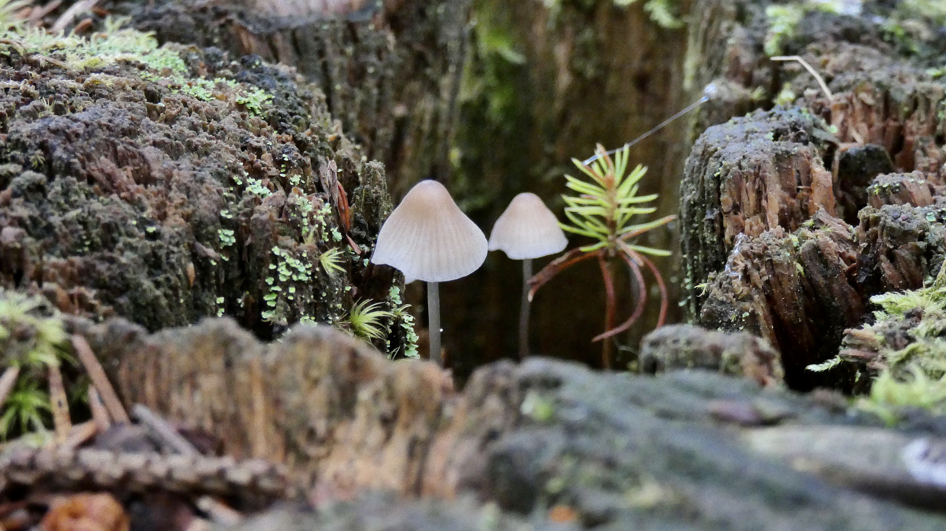 Fungus