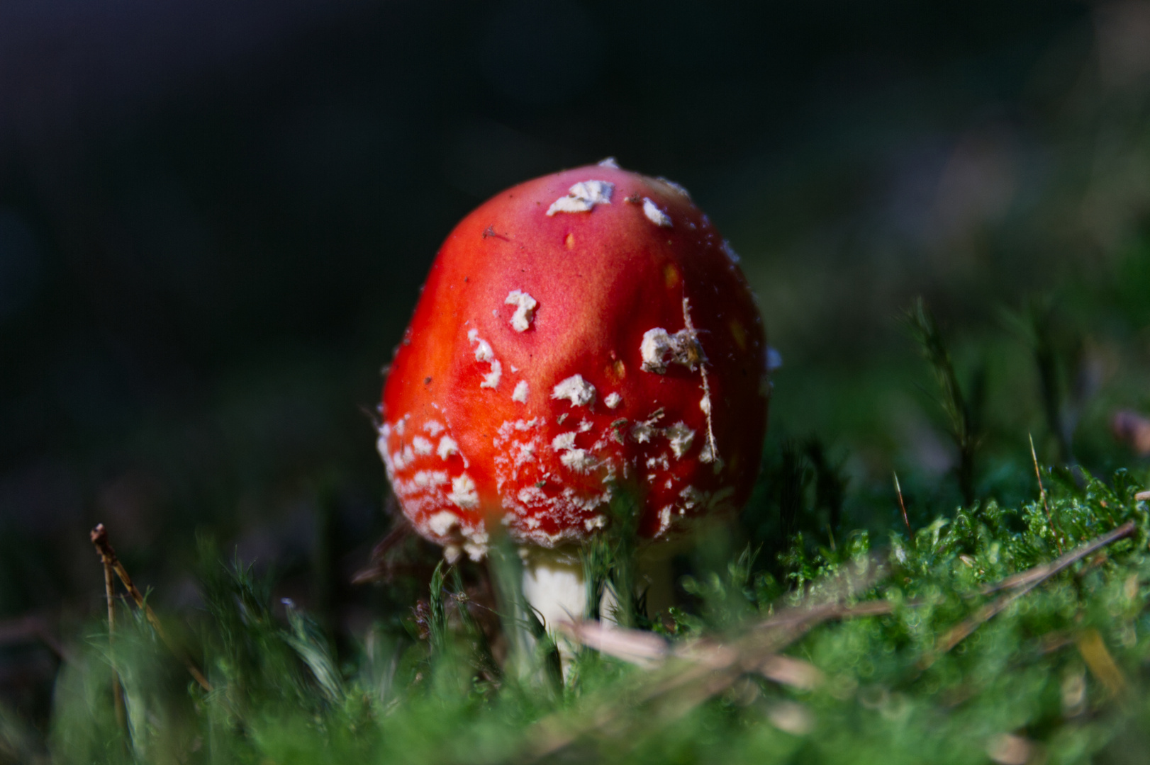 Fungus Amongus