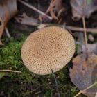 fungus