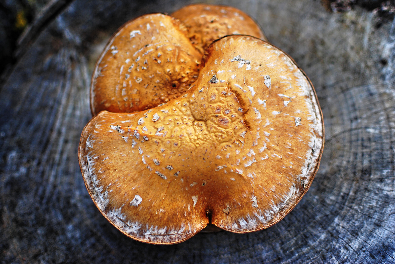 Fungus