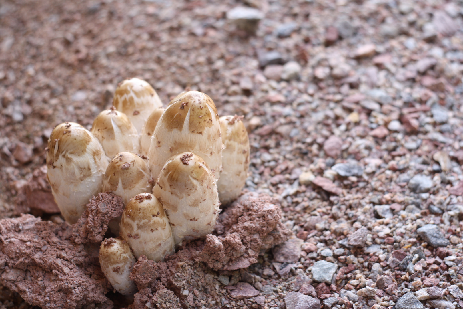 Fungus fungibilis