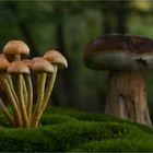 Fungus Garden