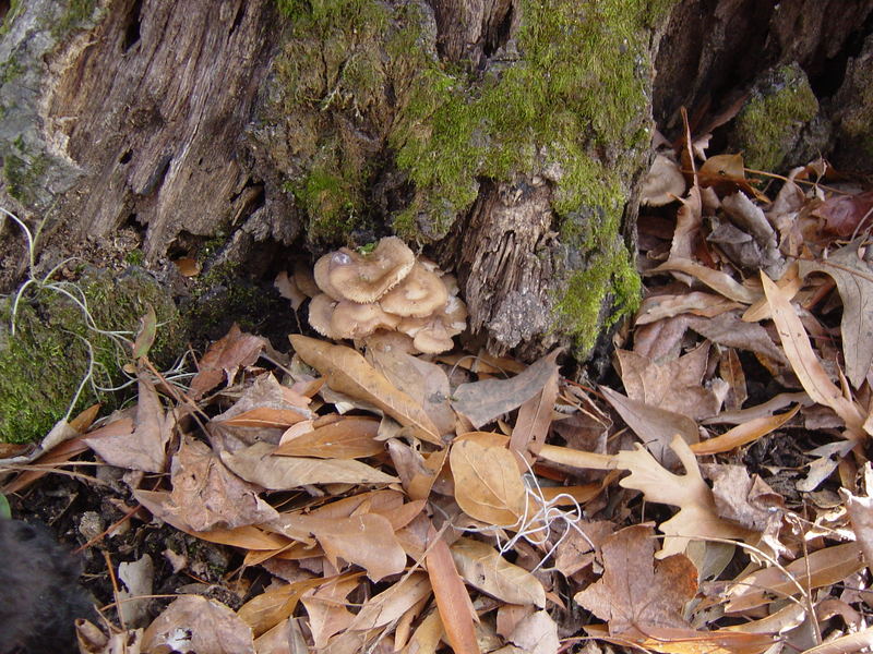 Fungus on Forest Floor