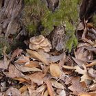 Fungus on Forest Floor