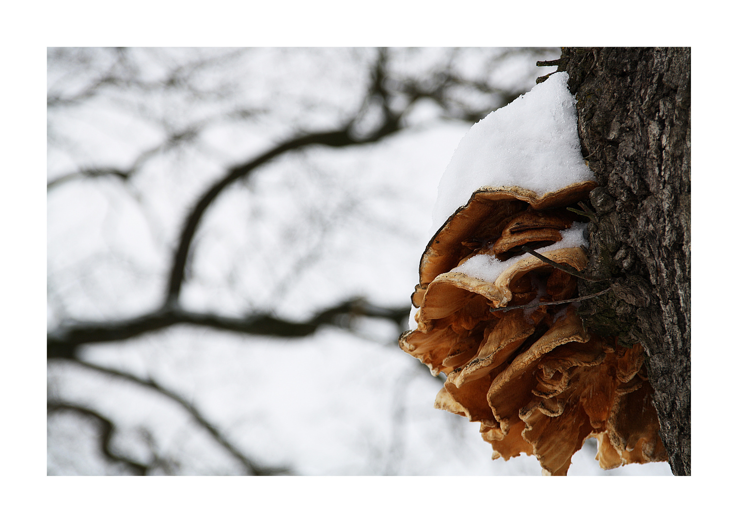 Fungus on Ice