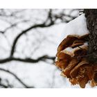 Fungus on Ice