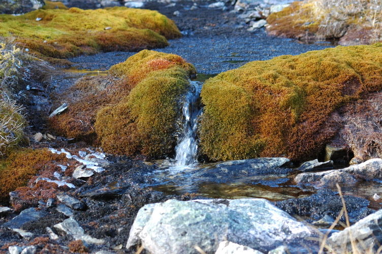 Fungus Water