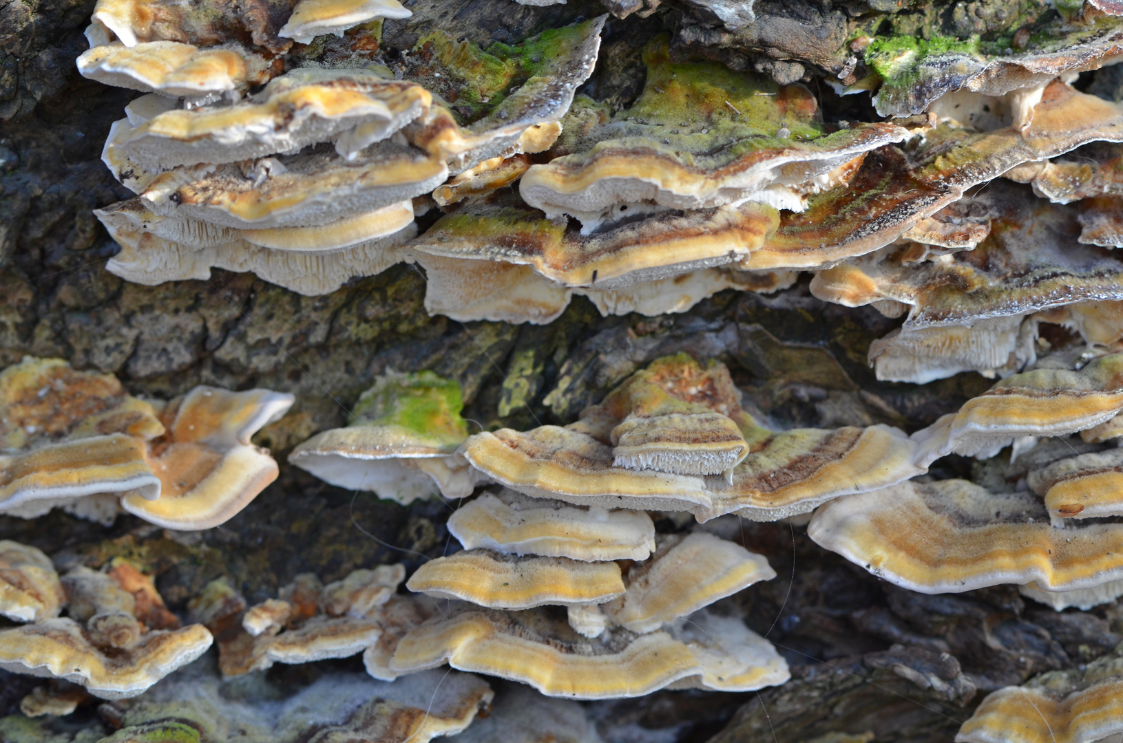 Fungus Welt