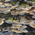 Fungus Welt