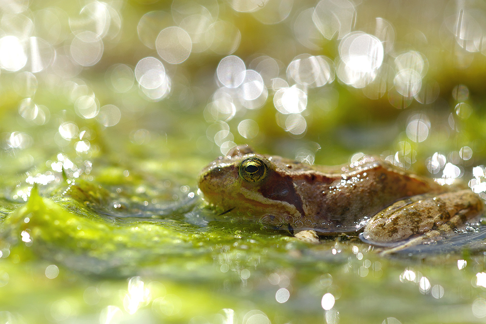 funkel-frosch