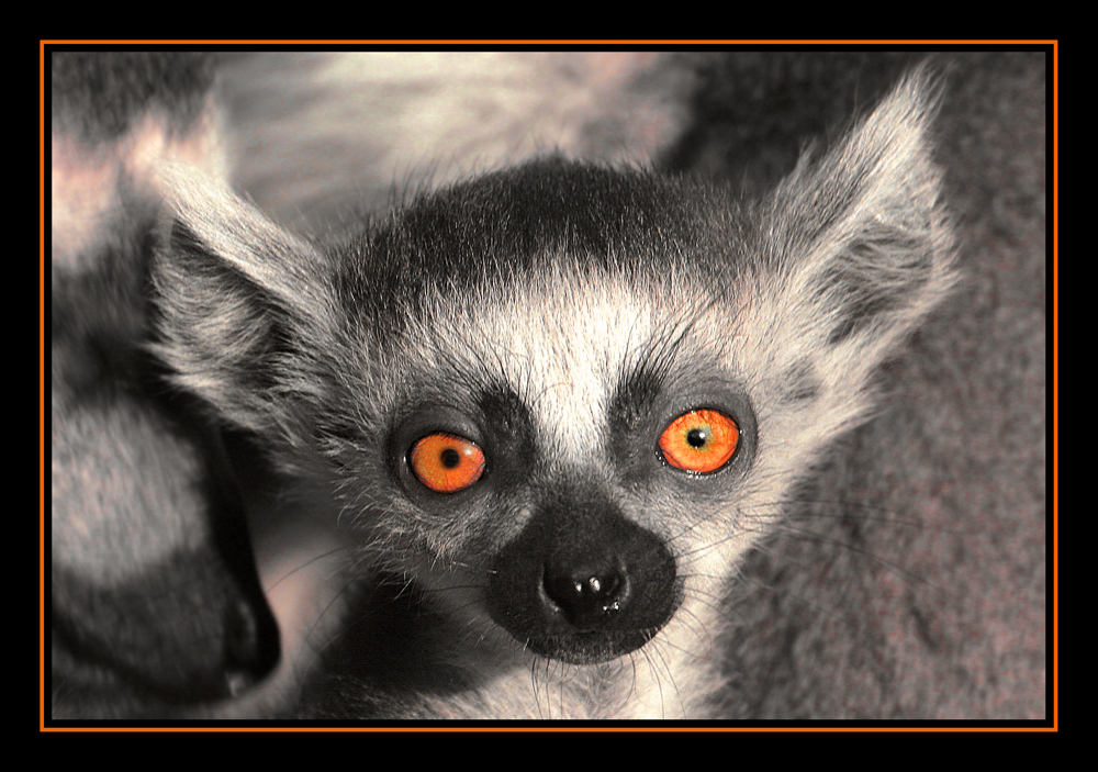 Funkelnde Augen Einer Fledermaus Foto Bild Tiere Zoo Wildpark Falknerei Saugetiere Bilder Auf Fotocommunity