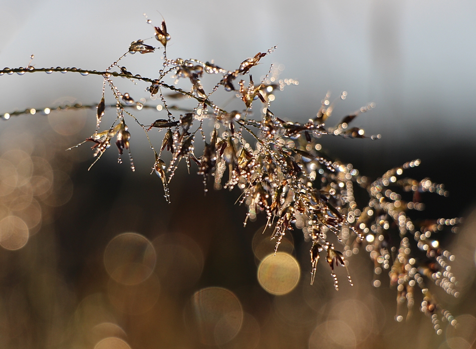 Funkelnde Glitzerwelt am Morgen