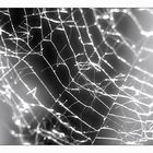 funkelnde spinnweben